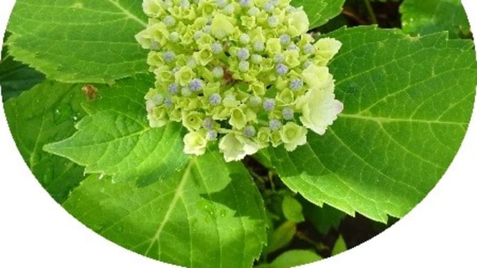頂いた紫陽花、5つめの花咲く