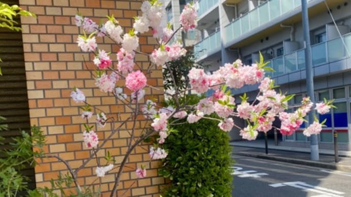 可愛い桜🌸!?咲いてました*\(^o^)/*
