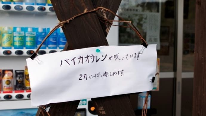 花紀行~バイカオウレン