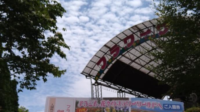 那須フラワーワールドの白いルピナス