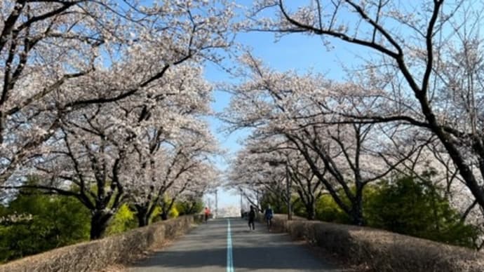 お花見（染井吉野） / 信州スカイパーク（長野県松本市）