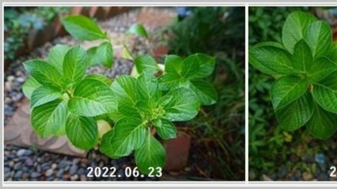 新型コロナワクチン4回目接種＆先祖返り？アジサイ・十二単