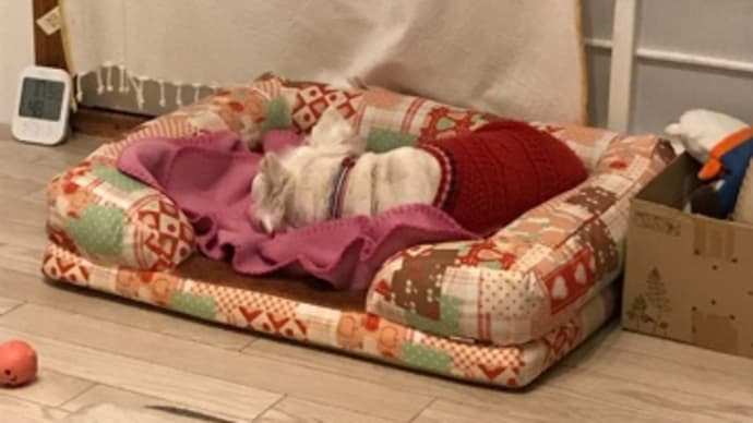 やっぱりダサベッド