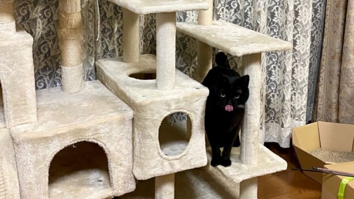 キャットタワーで可愛いトノヒメ