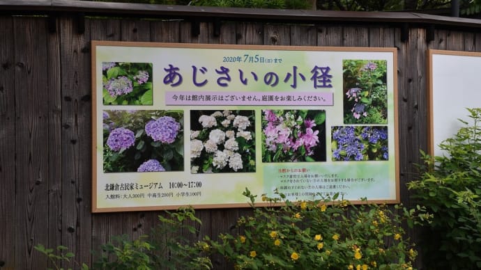 あじさい狩り 神奈川県鎌倉市北鎌倉 北鎌倉古民家ミュージアム(1)