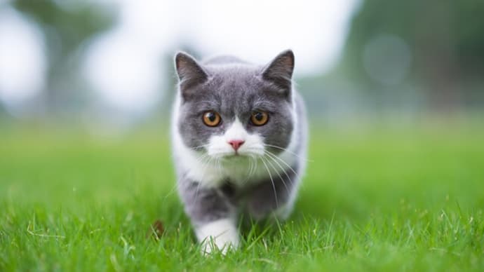 Cat Idioms（猫に関するイディオム）