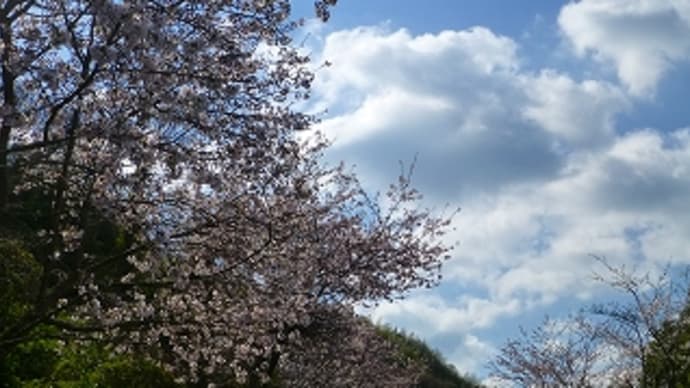 赤穂御崎の桜-2