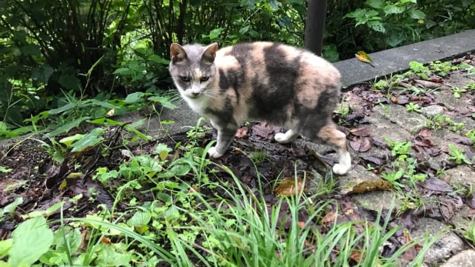 東高根森林公園の早朝散歩 今日はつれない猫たち