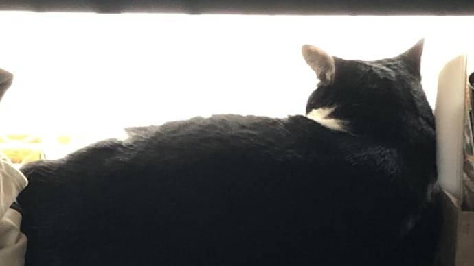 お出掛け、、、。
