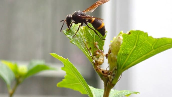 困った虫・珍しい虫