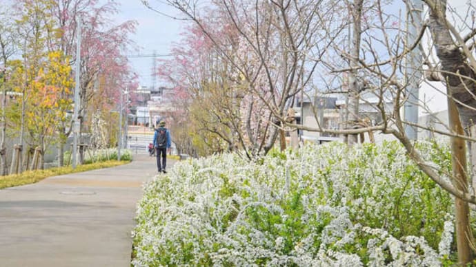 78種128本四季折々の「花回廊」　埼玉・所沢　2022年3月31日（木）
