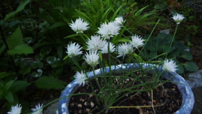 白花のチャイブ