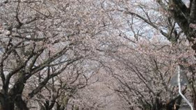 夜の森桜並木トンネル２０１３