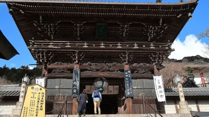 長谷寺の寒牡丹が綺麗でした。