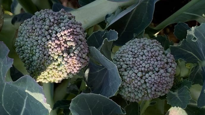 ブロッコリー、芽キャベツ