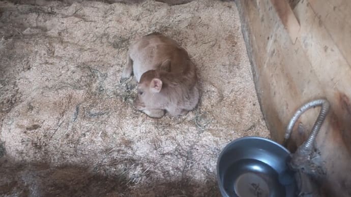12-Mar-25 モンちゃんを見に行く