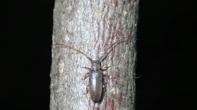 クリイロチビケブカカミキリ