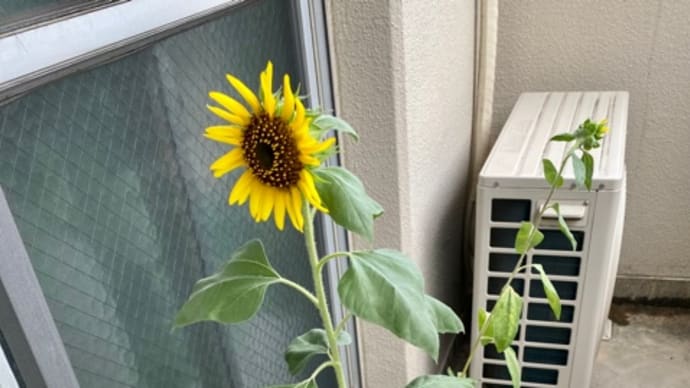 今日の♪ひまわりさん🌻1号~4号*\(^o^)/*
