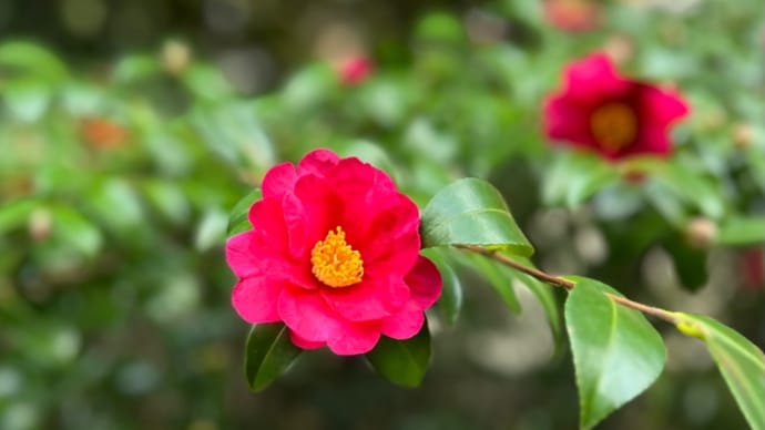 山茶花