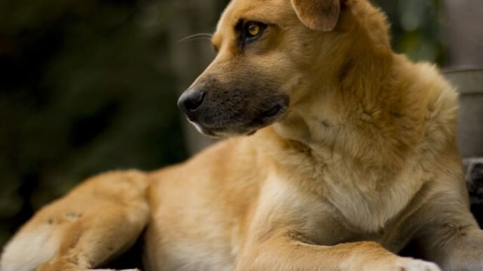 動物愛護団体が動物を虐待