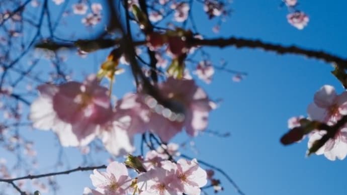 2022 桜つれづれ 保田・昌龍寺の頼朝桜