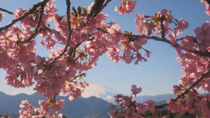 第２４回まつだ桜まつり