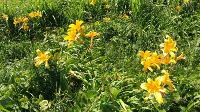 カンゾウの花 群生地