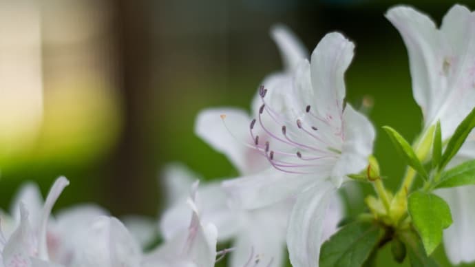 謎のAuto Takumar 55mm F2..