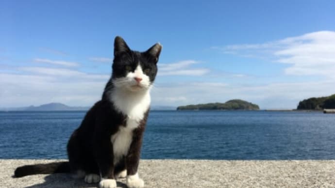 奄美大島の猫3千匹殺処分計画