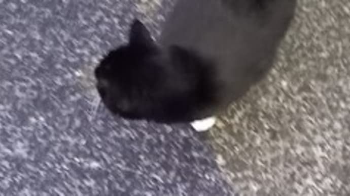 新しいヘソ天