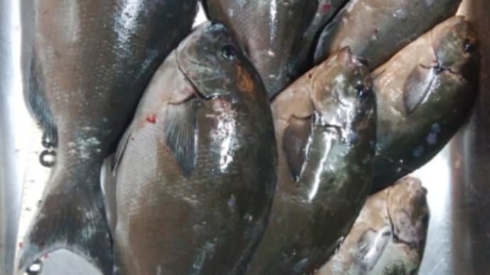 ちょっと爆釣(笑)!