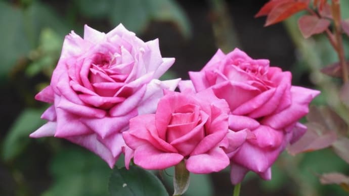 秋薔薇2023その5
