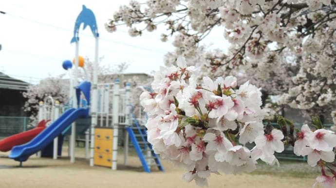 これで見納め 2024年桜めぐり 葉桜になりかけも 散る桜も美しいものだ