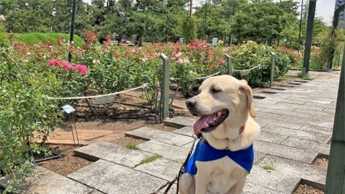 浜寺公園で歩行会（おうちCafeわんこ堂）