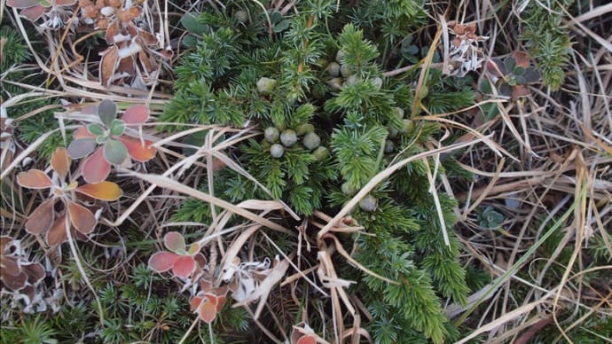 冬の犬吠埼の植物