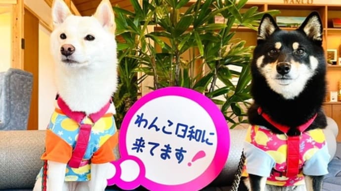 お客様紹介 豆柴 さくちゃんゆきちゃん