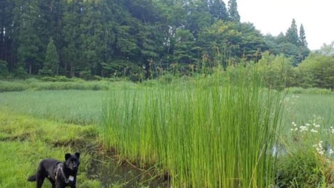 自家栽培の太藺(フトイ)収穫