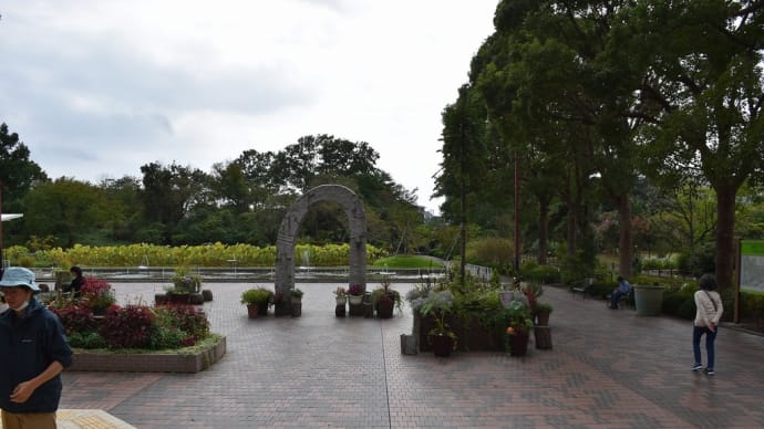 アケボノショウキラン狩り 神奈川県鎌倉市 日比谷花壇大船フラワーセンター(1)もうハロウィン