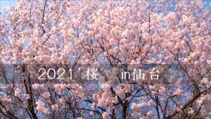 2021’桜ｉｎ仙台　(錦町公園)