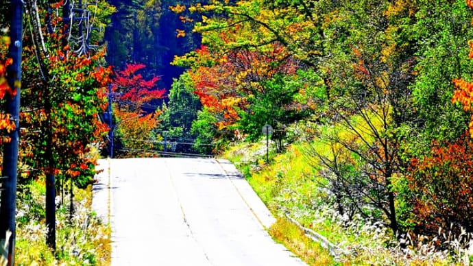 秋景の道路