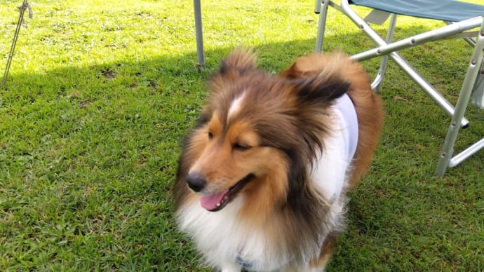 久しぶりのドッグラン🐶