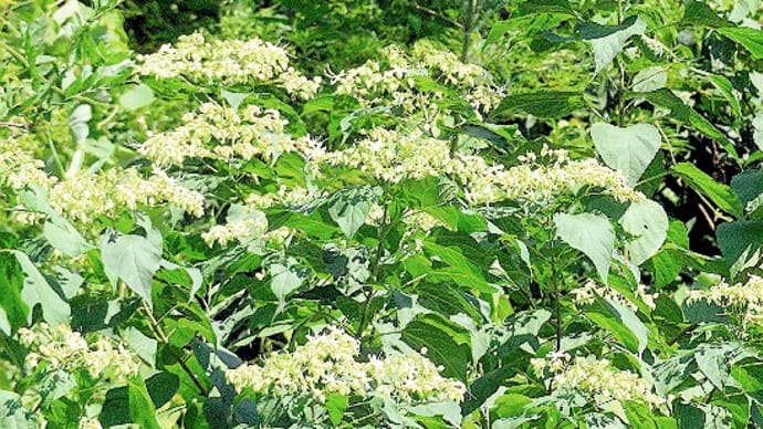 夏の木の花、クサギの花咲き方(雄性先熟)ノウゼンカズラ、アベリア等他。