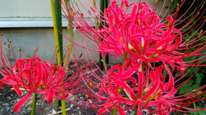 彼岸花