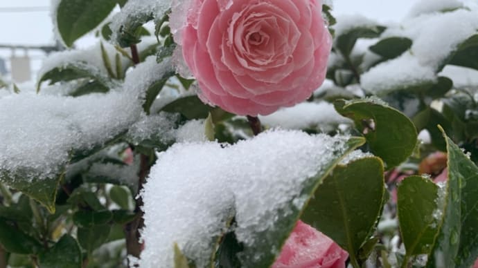 雪の日でも全身塩素消毒さっ!