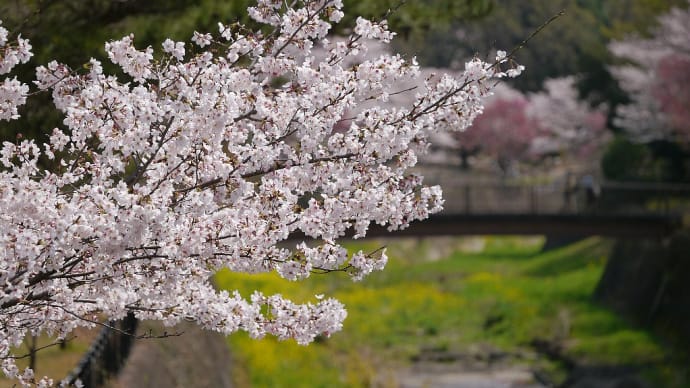 青空の下の桜撮りは