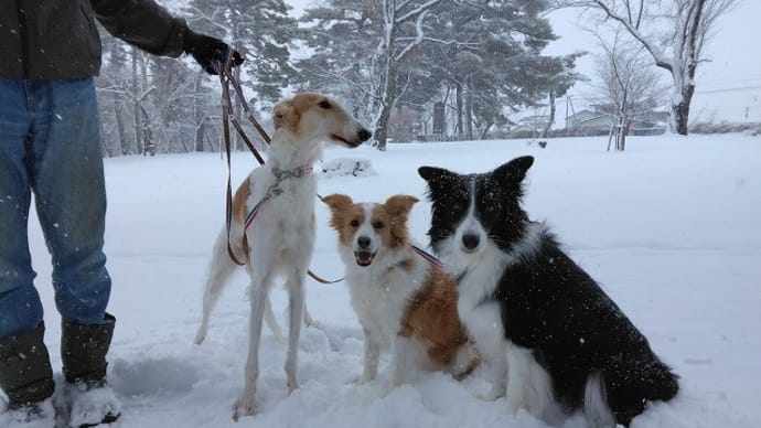 雪中散歩