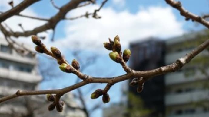 桜日記25 ⑧