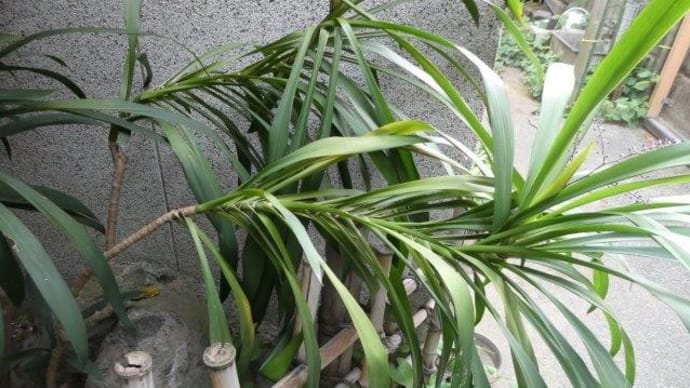 花が咲いた 多分ドラセナ☆彡 おばあちゃんからのプレゼントかも♬