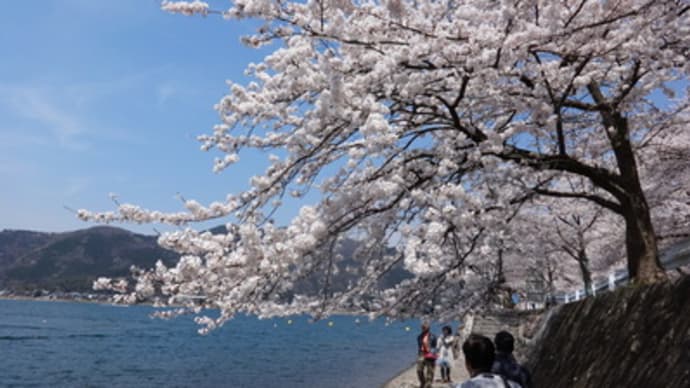 2014年琵琶湖・海津大崎の桜