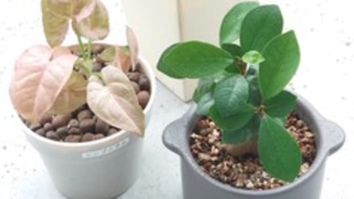 みんな~元気~? 🌱